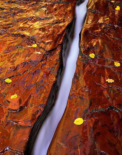 Kodiak Greenwood | Zion