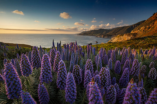 Kodiak Greenwood | North Coast, Big Sur